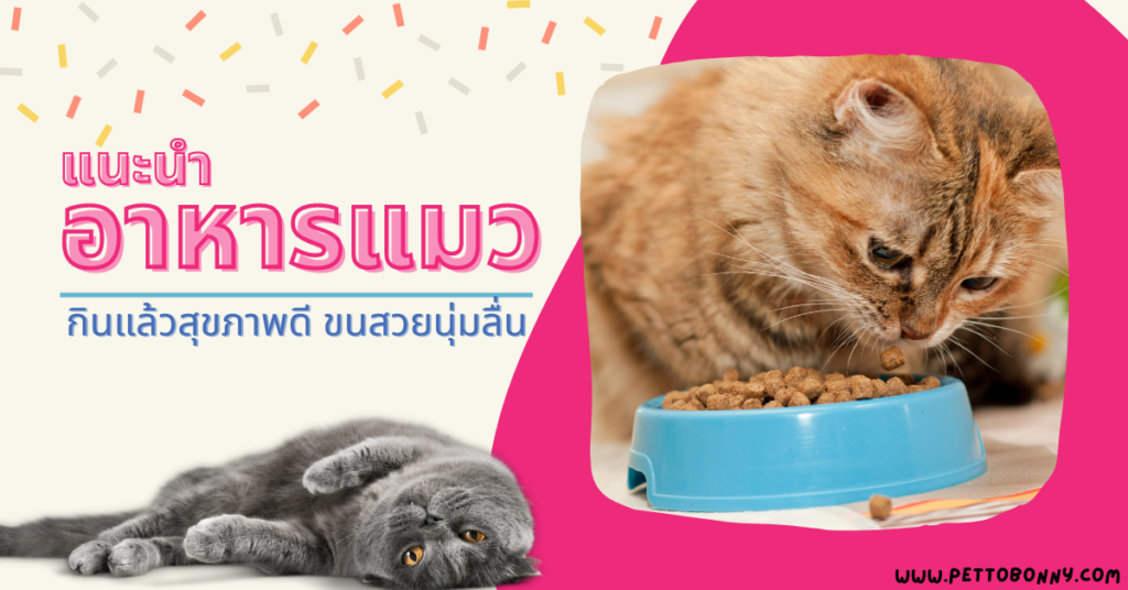 อาหารแมว, อาหารแมว ยี่ห้อไหนดี, อาหารแมวถูกและดี, อาหารแมวยี่ห้อไหนดี ขนไม่ร่วง, อาหารแมว สุขภาพดี, อาหารแมวบำรุงขน, อาหารแมวยี่ห้อไหนดี ขนไม่ร่วง