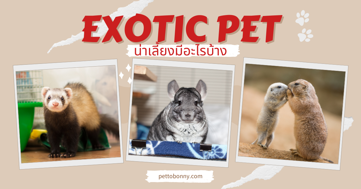 Exotic Pet คือ, exotic pet น่าเลี้ยง