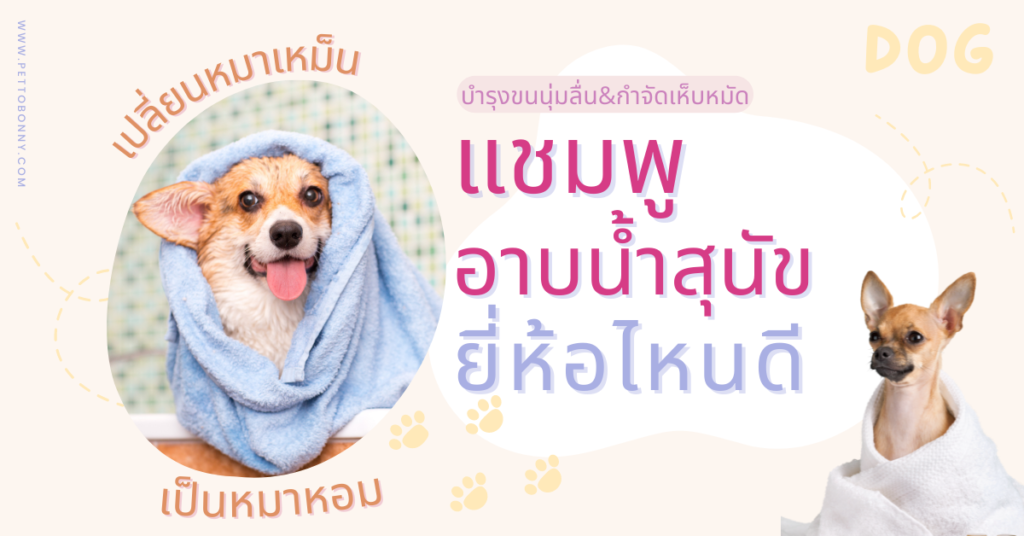 5 แชมพูสุนัข ยี่ห้อไหนดี 2568 | แนะนำ แชมพูอาบน้ำหมา 2025 กำจัดเห็บหมัด แก้คัน แก้ขนร่วง บำรุงขนนุ่มลื่น