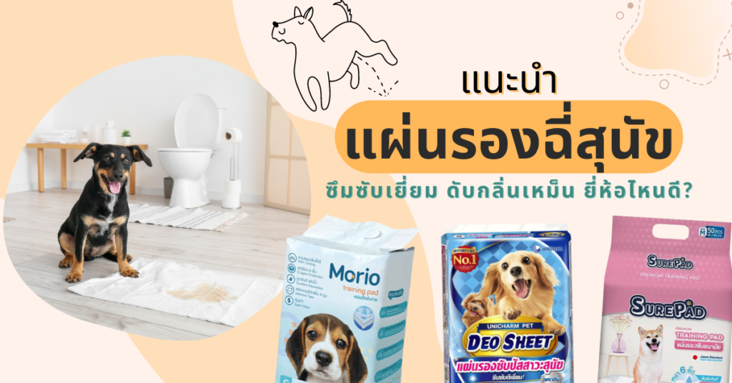 แผ่นรองซับฉี่สุนัข ยี่ห้อไหนดี, แผ่นรองฉี่สุนัข ดับกลิ่น