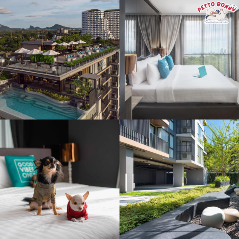 ที่พักพัทยา สุนัขเข้าได้ pantip, ที่พักพัทยา สุนัขเข้าได้, pet friendly hotel พัทยา, ที่พัก พัทยา สุนัขเข้าได้ ติดทะเล