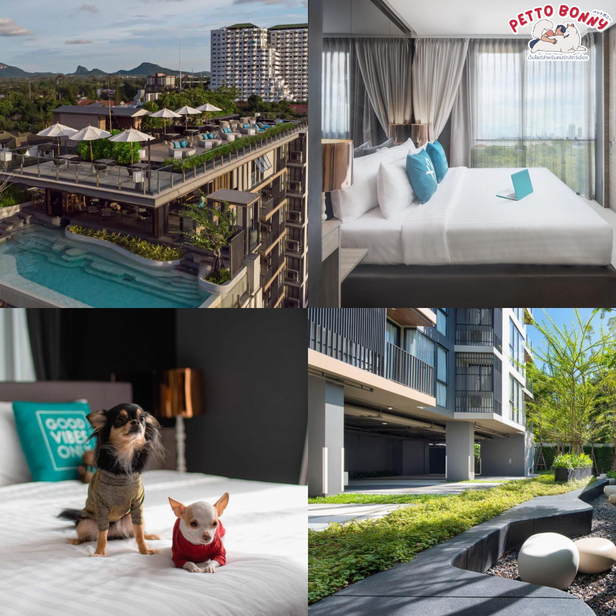 โรงแรม Pet Friendly พัทยา 2024 10 ที่พักพัทยา สุนัขพักได้ แมวเข้าได้