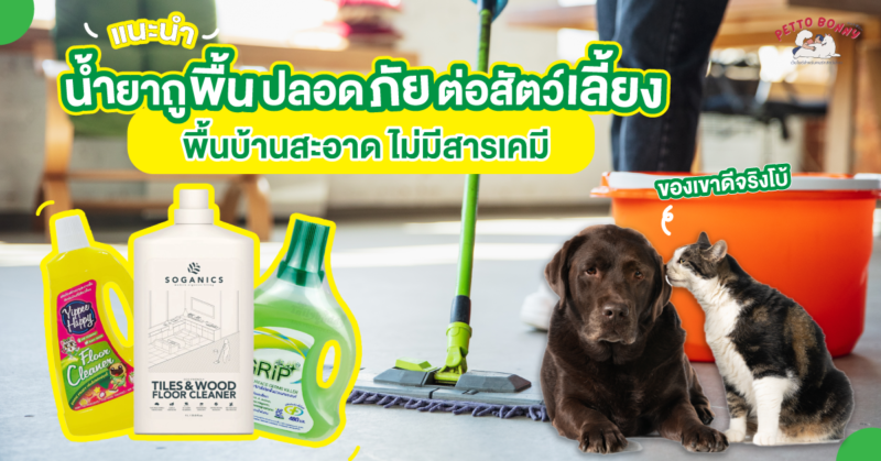 น้ํายาถูพื้น สุนัข pantip, น้ํายาถูพื้น แมว, น้ำยาถูพื้น pet friendly, น้ำยาถูพื้น เลี้ยงแมว pantip, น้ำยาถูพื้น สุนัข pantip, น้ำยาถูพื้นสำหรับสัตว์เลี้ยง, น้ำยาถูพื้น สัตว์เลี้ยง, เลี้ยงแมว ใช้ อะไร ถูพื้น, น้ำยาถูพื้น ปลอดภัย สำหรับ สุนัข