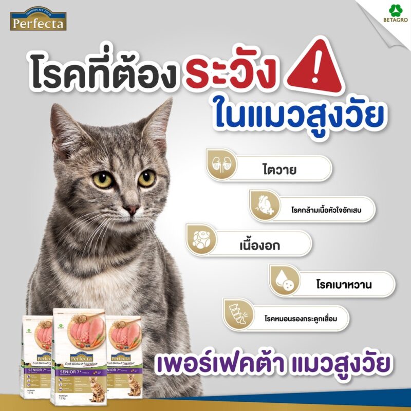 10 อาหารแมวแก่ ยี่ห้อไหนดี 2023 ช่วยบำรุงร่างกาย สุขภาพแข็งแรง สารอาหารครบถ้วน