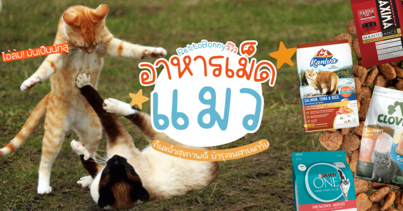 10 อาหารแมว ยี่ห้อไหนดี 2025 อาหารเม็ดแมว 2568 กินแล้วดีต่อสุขภาพ บำรุงขนสวย ขับถ่ายเป็นก้อน