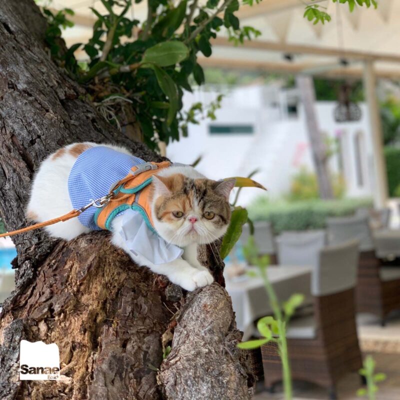 ที่พัก Pet Friendly หัวหิน | แนะนำ 5 โรงแรมหัวหินติดทะเล 2566 น้องแมว สุนัขเข้าพักได้ วิ่งเล่นริมชายหาด สนุกสุดๆ