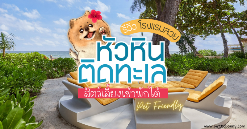 Pet Friendly หัวหิน, ที่พัก หัวหิน สุนัขเข้าได้, ที่พัก หัวหิน สุนัขเข้าได้, ที่พักติดทะเล สุนัขเข้าได้ ชลบุรี, ที่พักติดทะเล สุนัขเข้าได้ ชลบุรี, ที่พักติดทะเลหัวหิน สุนัขเข้าได้, ที่พักติดทะเลหัวหิน สุนัขเข้าได้, ที่พักหัวหิน, ที่พักหัวหิน สุนัขเข้าได้, ที่พักหัวหิน แมวเข้าได้, ที่พักหัวหินติดทะเล แมวเข้าได้, ที่พักหัวหินเหมาะกับครอบครัว, โรงแรมหัวหิน สุนัขพักได้, โรงแรมหัวหิน แมวเข้าได้, โรงแรมหัวหินติดทะเล agoda, ที่พักหัวหิน สุนัขเข้าได้ pantip, บ้านพักหัวหินติดทะเล สุนัขเข้าได้