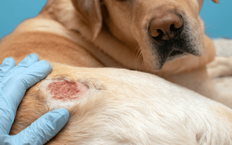 น้ำยาถูพื้น สัตว์เลี้ยง